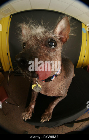 WORLD'S UGLIEST DOG IS CROWNED It's that time of year again - where ugly dogs of the world get together to decide who is indeed Stock Photo