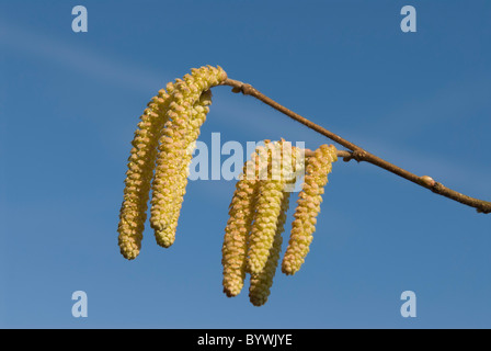 Common Hazel (Corylus avellana), male catkins Stock Photo