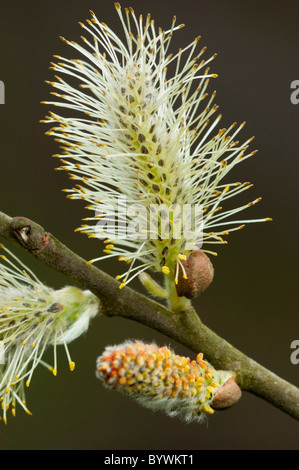 Grey Willow (Salix cinerea agg.), male catkin Stock Photo