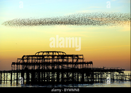 Starlings flock over Brighton's derelict west pier at sunset Stock Photo