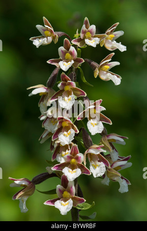 Marsh Helleborine (Epipactis palustris), flower head Stock Photo