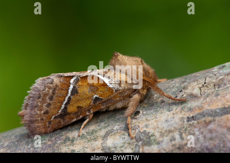 Orange Swift moth ( Hepialus sylvina), at rest on branch, male Stock Photo