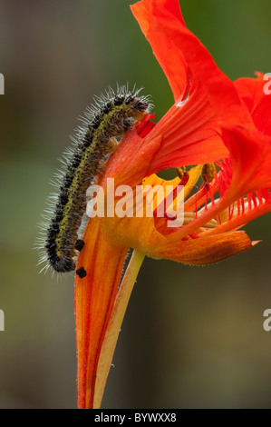 Large White (Pieris brassicae), caterpillar on Nasturtium flower Stock Photo