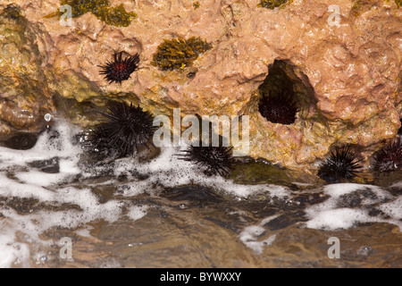 Sea Urchins at La Playuela beach at Cabo Rojo wildlife preserve Puerto Rico Stock Photo