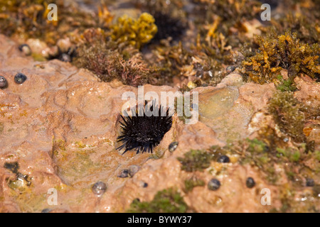 Sea Urchins at La Playuela beach at Cabo Rojo wildlife preserve Puerto Rico Stock Photo