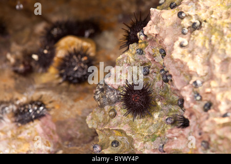 Sea Urchins at La Playuela beach at Cabo Rojo wildlife preserve Puerto Rico Stock Photo