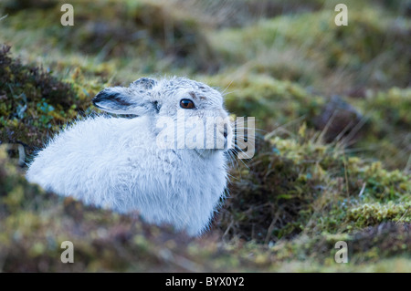 Mountain Hare (Lepus timidus) in form Stock Photo