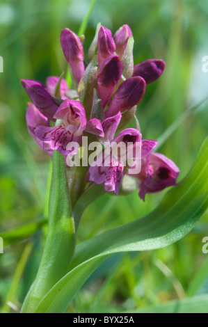 Early Marsh Orchid (Dactylorhiza incarnata ssp. coccinea), flower spike Stock Photo