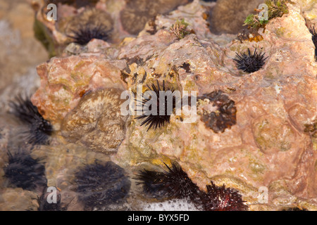 Sea Urchins at La Playuela beach at Cabo Rojo wildlife preserve Puerto Rico Stock Photo