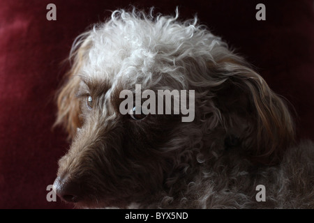 A close up of a cute dogs face. Stock Photo