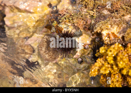 Sea Urchins at La Playuela beach at Cabo Rojo wildlife preserve Puerto Rico Stock Photo