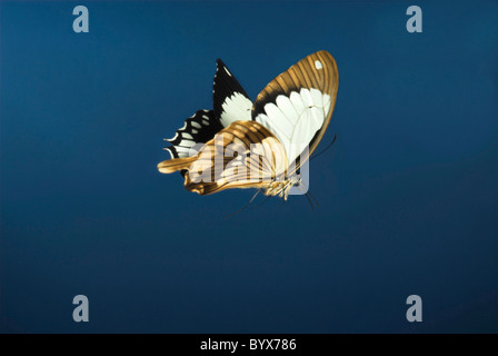 Papilio Dardanus Butterfly male in flight Africa Stock Photo