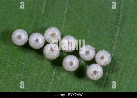 Owl Butterfly Eggs Caligo species South America Stock Photo