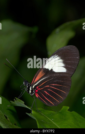 Postman Butterfly Heliconius melpomene South America Stock Photo