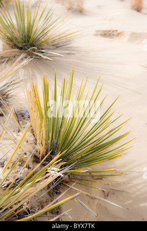 yucca plants growing in desert sand, New Mexico, USA Stock Photo