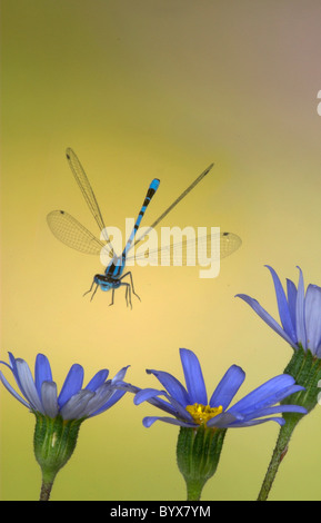 Common Blue Damselfly Enallaatma cyathigerum in flight UK Stock Photo