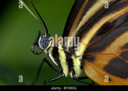 Close up of Butterfly Curled Tongue or Probiscus Ismenius Tiger Stock Photo