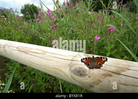 Peacock Butterfly Inachis io UK Stock Photo