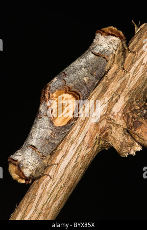 Buff Tip Moth Phalera bucephala UK Stock Photo