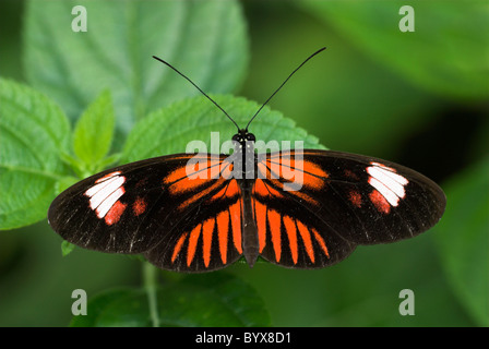 Postman Butterfly Heliconius melpomene South America Stock Photo