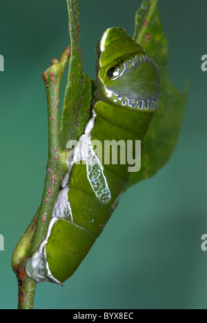 Lime Swallowtail Butterfly Caterpillar Papilio demoleus Asia Stock Photo