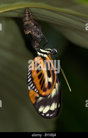 Ismenius Tiger Butterfly Heliconius ismenius South America Stock Photo