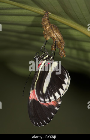 Small or Red Postman Butterfly Heliconius erato South America Stock Photo