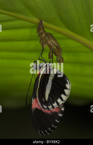 Small or Red Postman Butterfly Heliconius erato South America Stock Photo