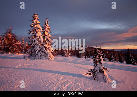 Snow-covered pine-trees in the sunset illumination Stock Photo