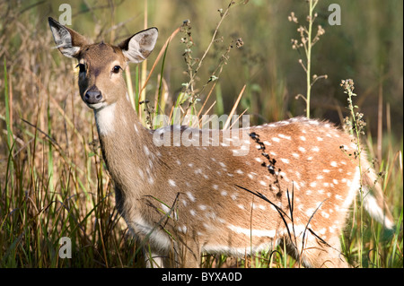 Spotted Deer or Chital Axis axis India Stock Photo