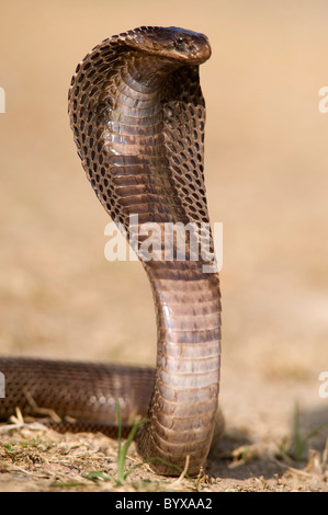 Egyptian cobra Snake Naja haje India Stock Photo