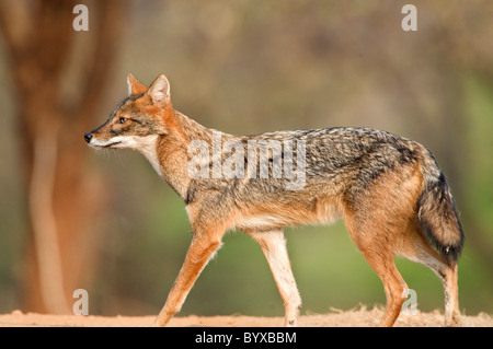 Golden Jackal Canis aureus India Stock Photo