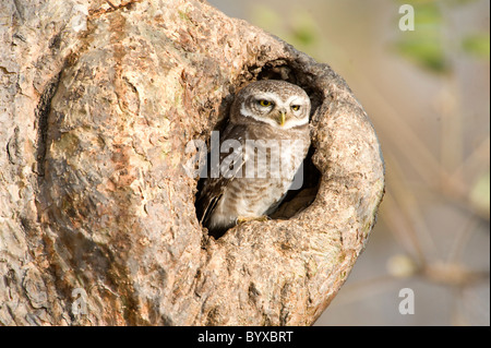 Spotted Owlet Athene brama India Stock Photo