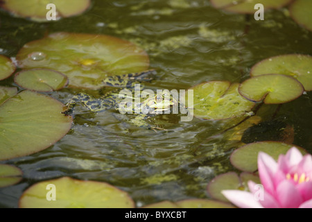 Wasserfrosch / frog Stock Photo