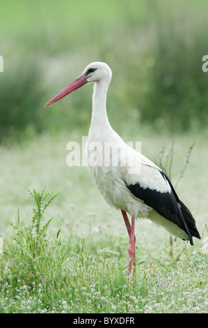 White Stork Ciconia ciconia Lesvos Island Greece Stock Photo