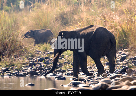 Asian Elephant Elephas maximus Cross river India Stock Photo
