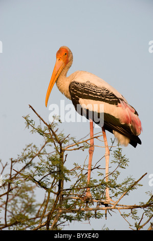 Painted Stork Mycteria leucocephala Keoladeo India Stock Photo