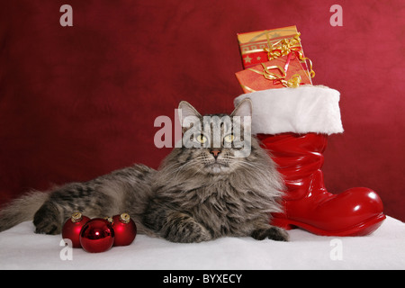 Weihnachtskater / christmas tomcat Stock Photo