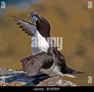 Razorbill alca torda Lundy island Bristol Channel UK Stock Photo