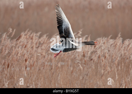 Greylag goose in flight against a background of a reed bed Stock Photo