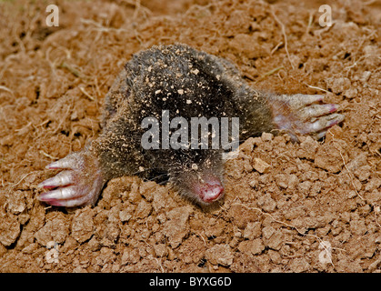 European mole talpa europaea Devon UK Stock Photo