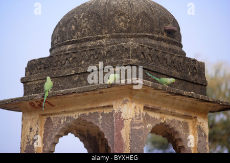 Rose Ringed Parakeets or Parrots on Ancient Ruins at Ranthambore National Park, Rajasthan India. Stock Photo