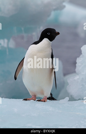 Adelie Penguin (Pygoscelis adeliae) standing on ice, Paulet Island, Antarctic Peninsula Stock Photo