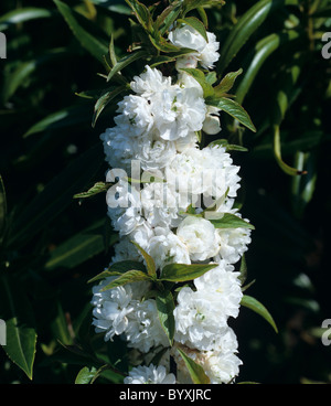 Prunus glandulosa 'Alba Plena' flowering cherry Stock Photo