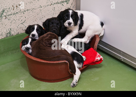 These Sprockers are the result of crossing an English Springer Spaniel and a Cocker Spaniel. Stock Photo