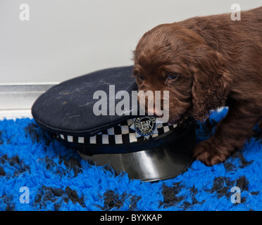 A Sprocker plays with a  Police Cap. A Sprocker is the result of breeding an English Springer Spaniel with a Cocker  Spaniel. Stock Photo