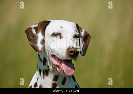 Dalmatiner Portrait / Dalmatian Portrait Stock Photo