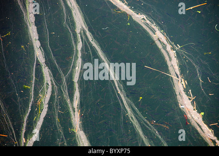 Blue Green algae on Lake Windermere, Lake District, UK. Stock Photo