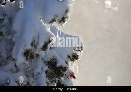 Icicles hanging on snow covered pine branches. Yellowstone National Park, Wyoming, USA. Stock Photo