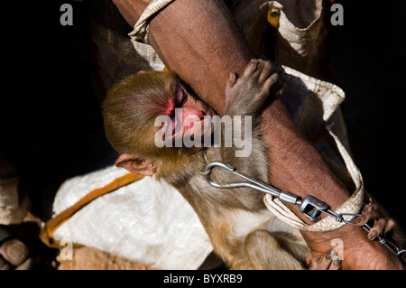 A baby Macaque monkey. Stock Photo